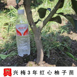 一株良木，守望酸甜相間的庭園時光——3年生精品嫁接紅心蜜柚苗種植記