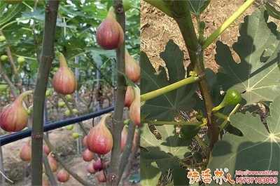 無花果樹冬季防凍實用指南